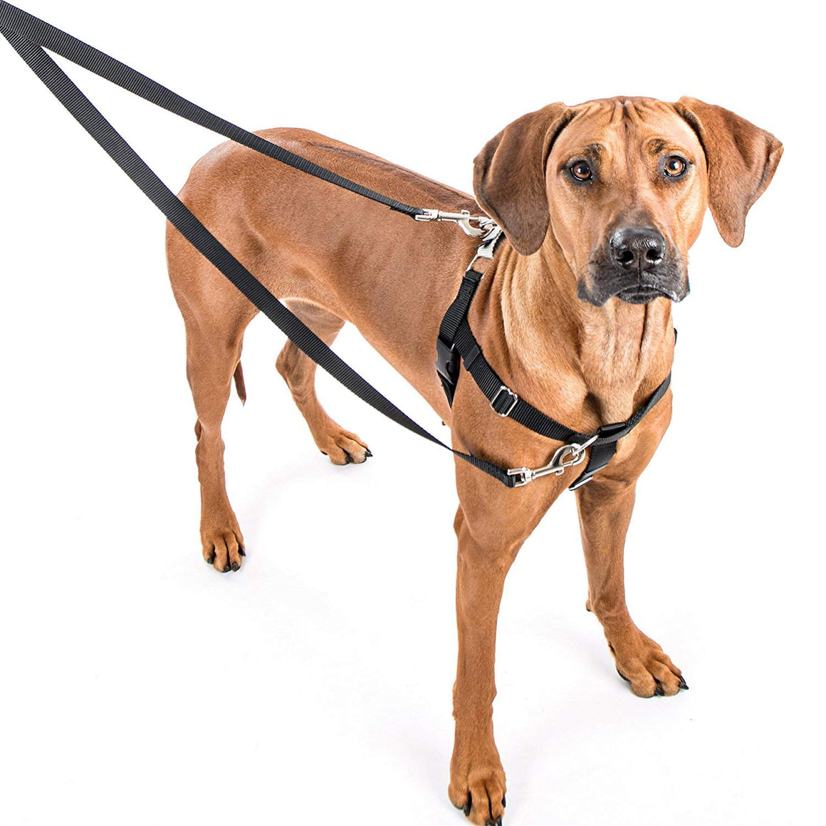 2 Hounds Design Freedom No-Pull Dog Harness with Leash, Medium, 1-Inch Wide, Teal